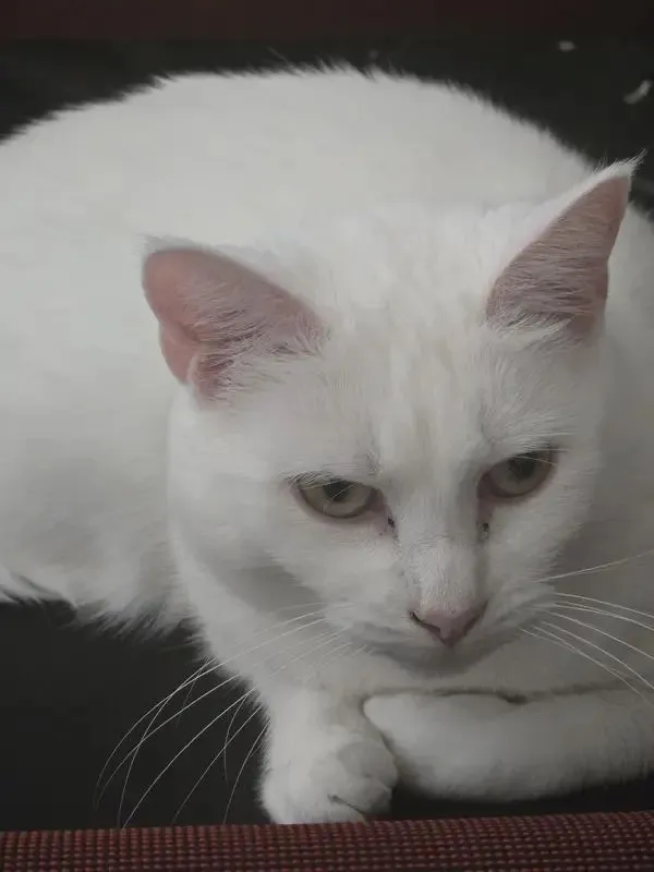 Peanut, CJ's white cat, resting