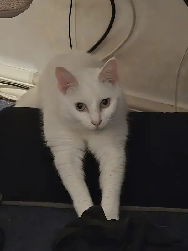 Peanut, CJ's white cat, walking towards the camera